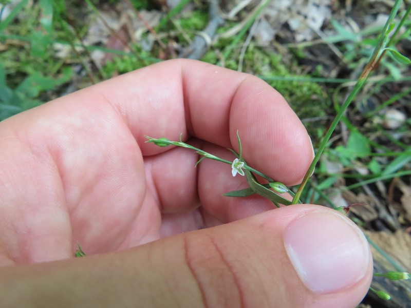Douglas' Knotweed photo 2