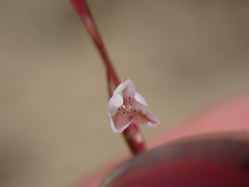 Douglas' Knotweed photo 5