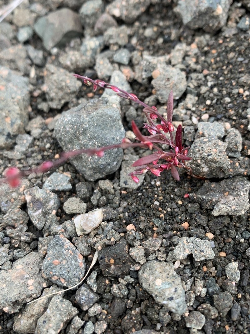 Polygonum engelmannii