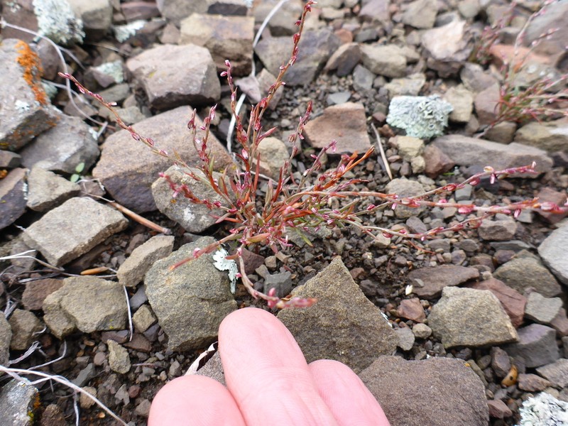 Polygonum engelmannii photo 2