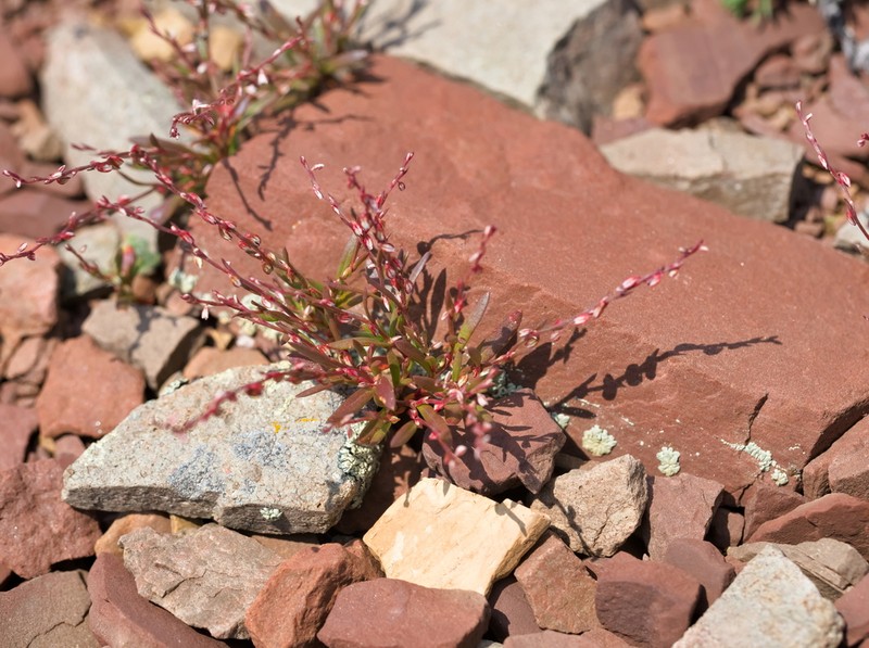 Polygonum engelmannii photo 4