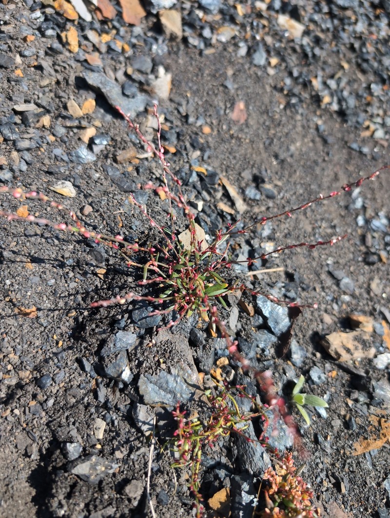 Polygonum engelmannii photo 6