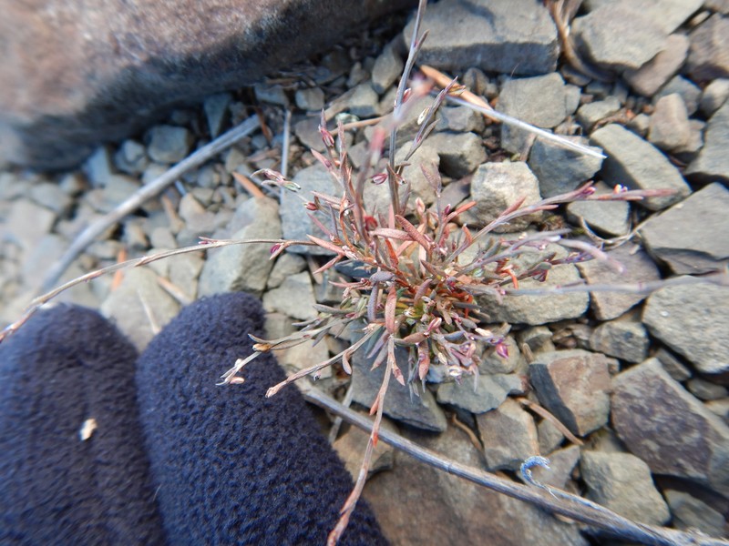 Polygonum engelmannii photo 8