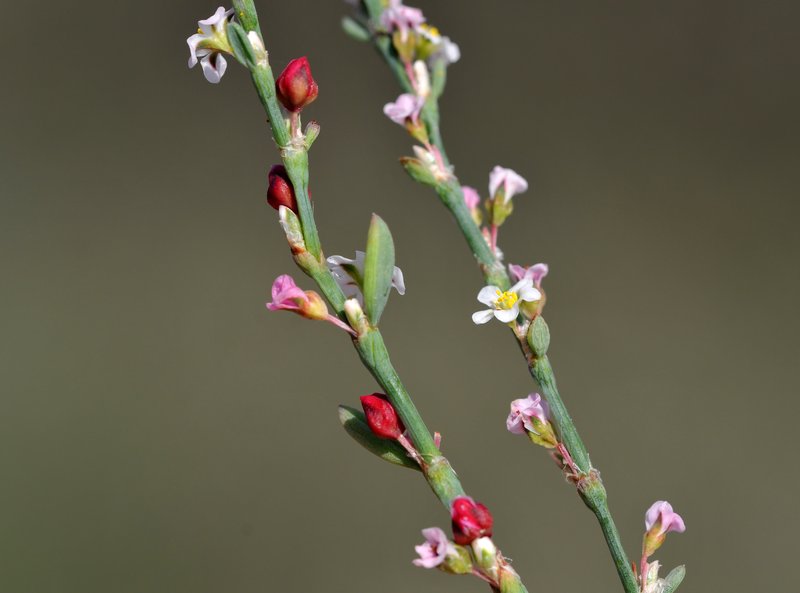 Polygonum equisetiforme