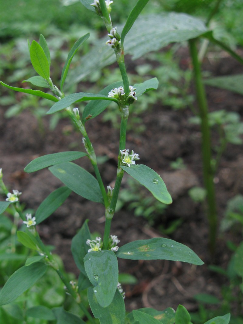 Erect Knotweed photo 2