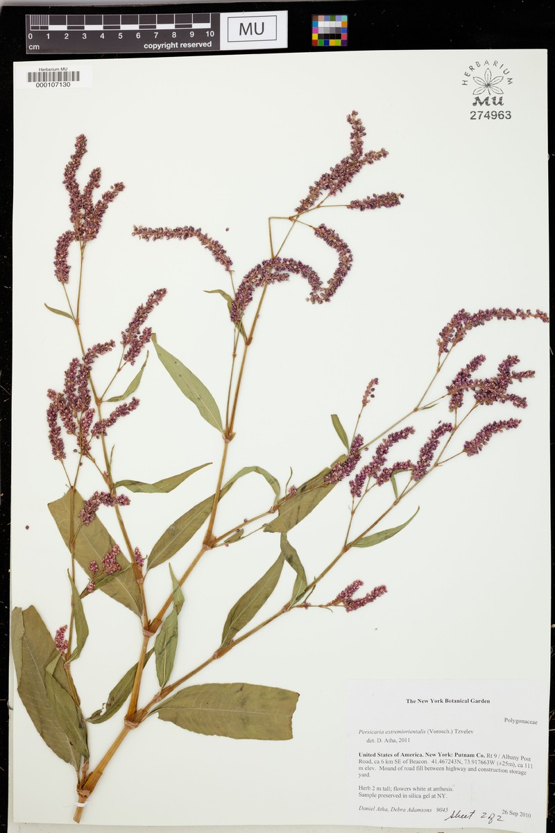 Far-Eastern Smartweed photo 2