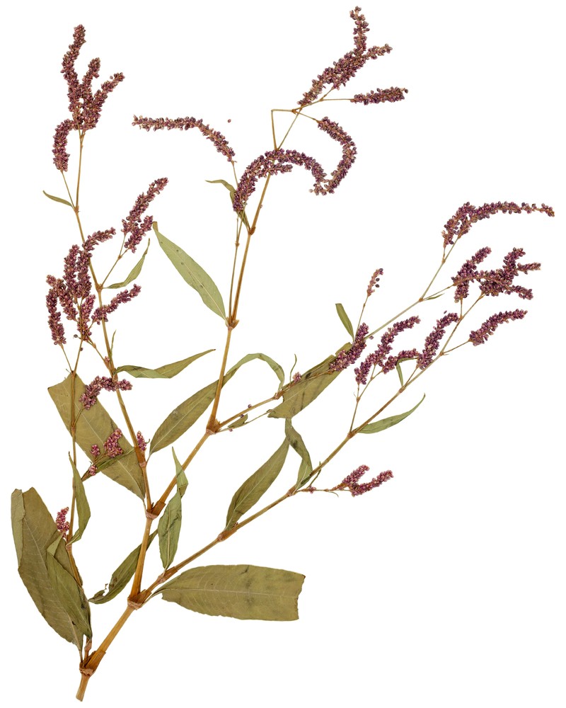 Far-Eastern Smartweed