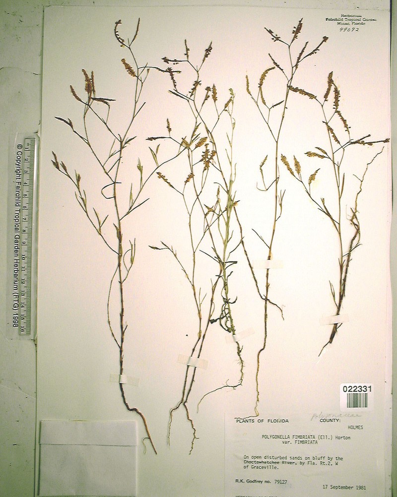 Sandhill Jointweed photo 3