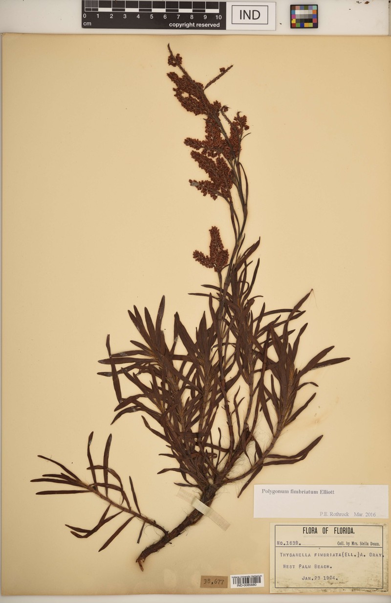 Sandhill Jointweed photo 4