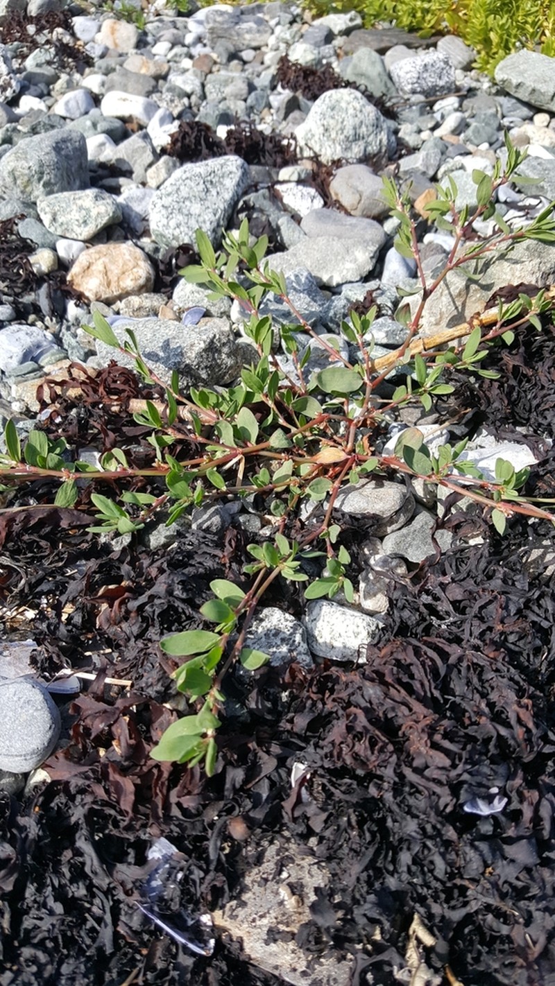 Fowler's Knotweed