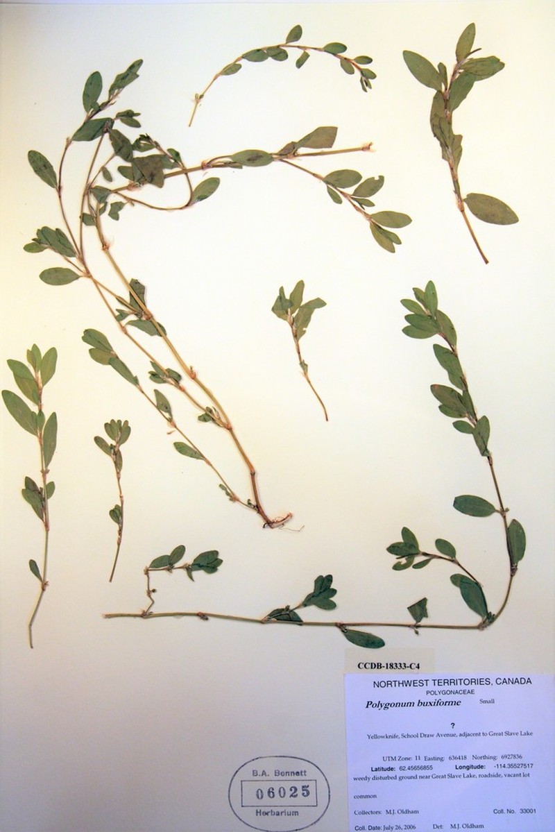 Fowler's Knotweed photo 2