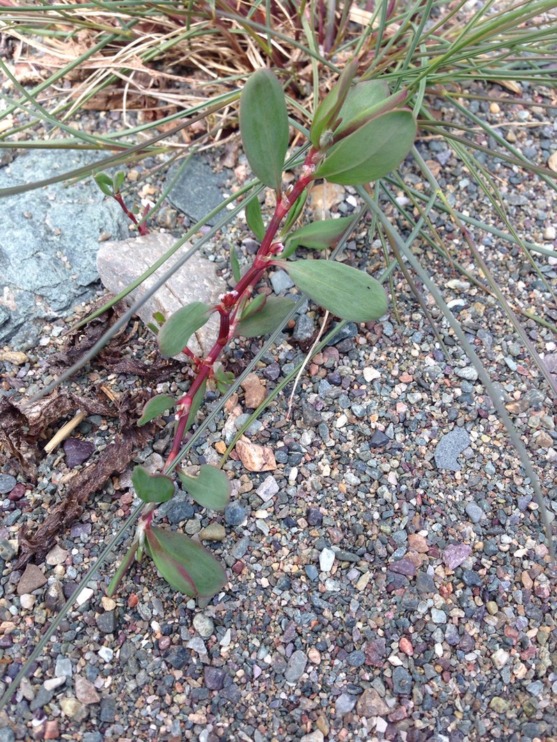 Fowler's Knotweed photo 3