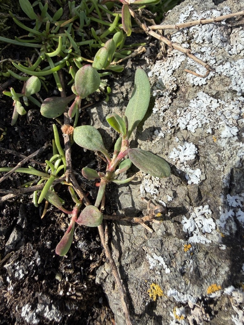 Fowler's Knotweed photo 4