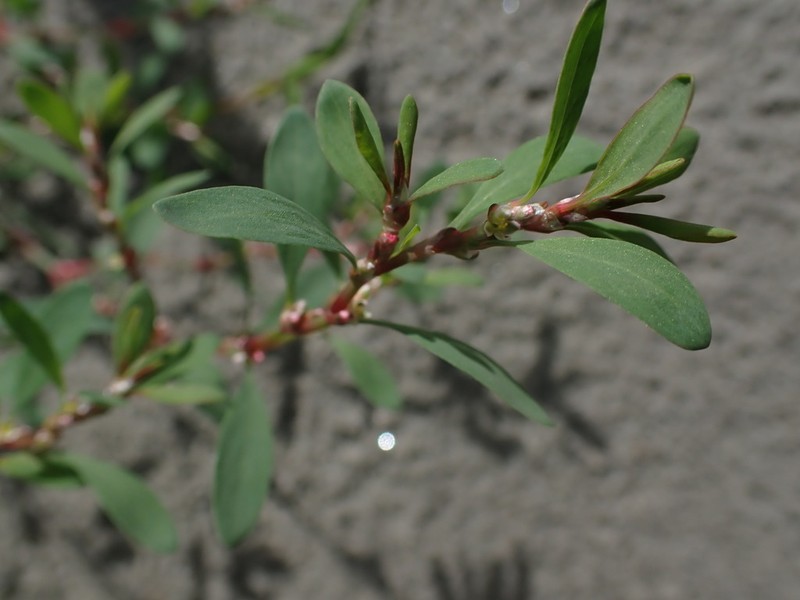 Fowler's Knotweed photo 5