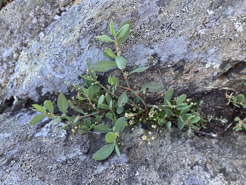 Fowler's Knotweed photo 7