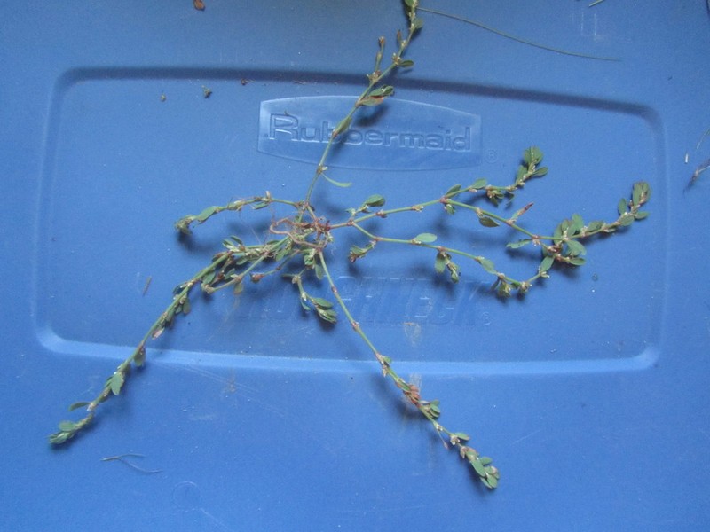 Fowler's Knotweed photo 8