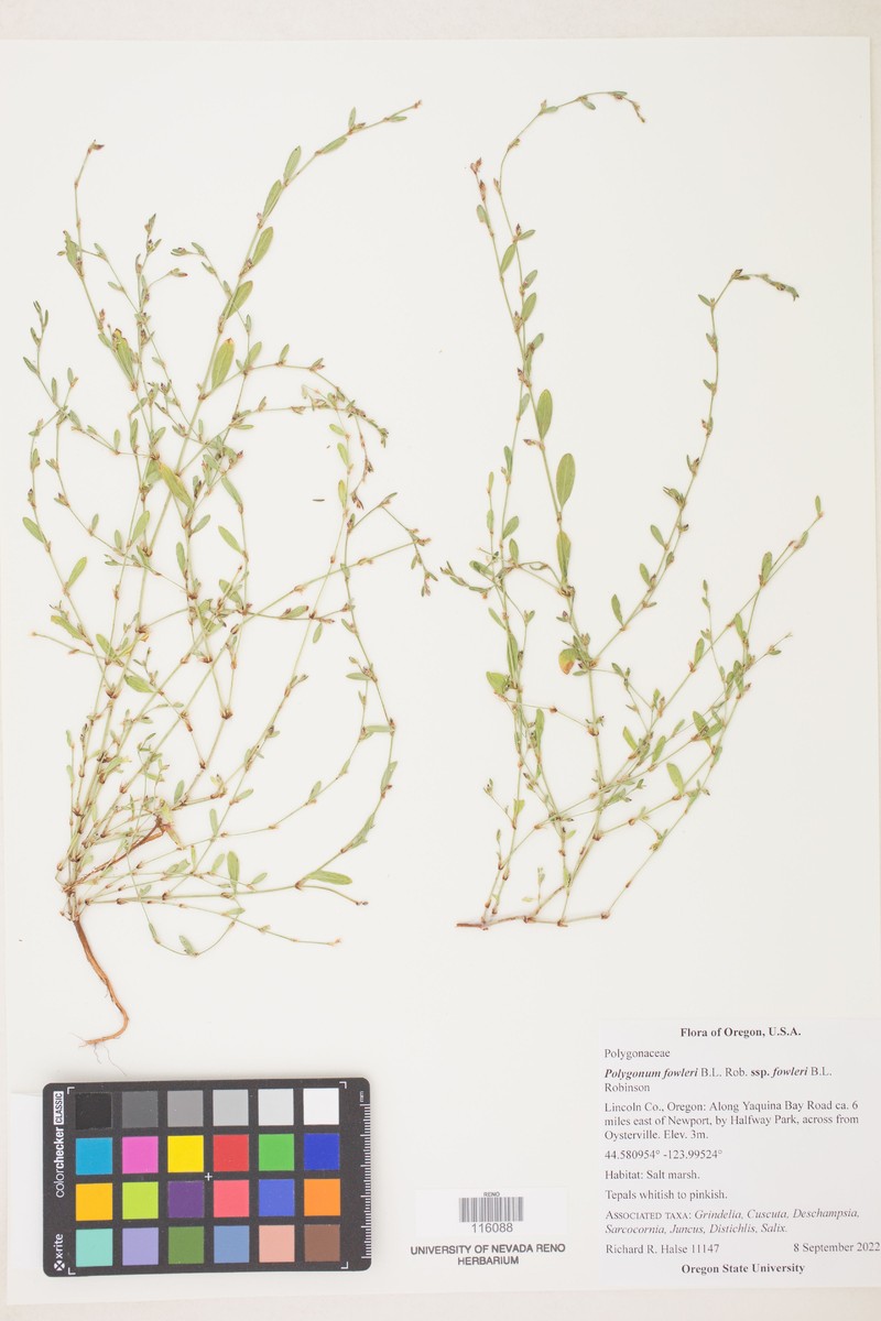 Polygonum fowleri subsp. fowleri
