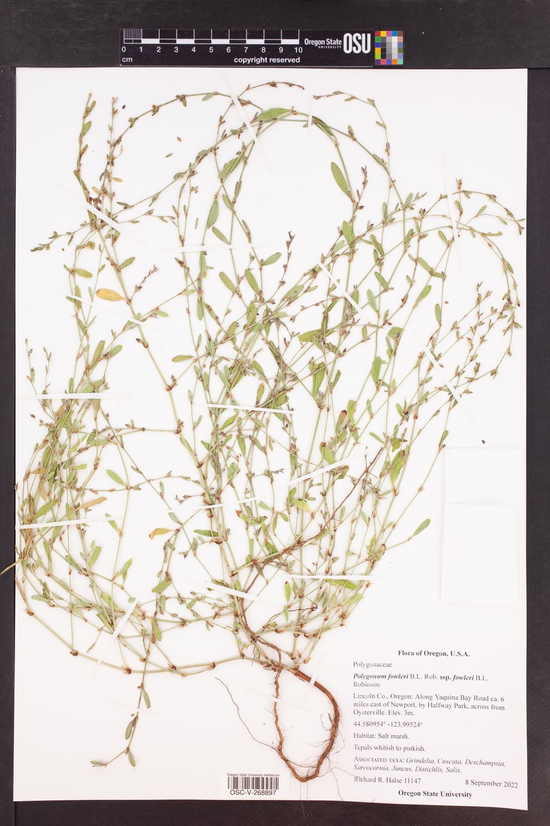 Polygonum fowleri subsp. fowleri photo 2