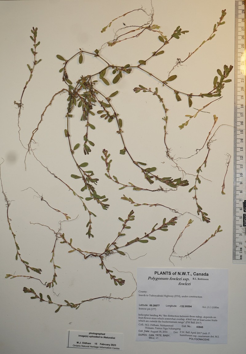 Polygonum fowleri subsp. fowleri photo 3