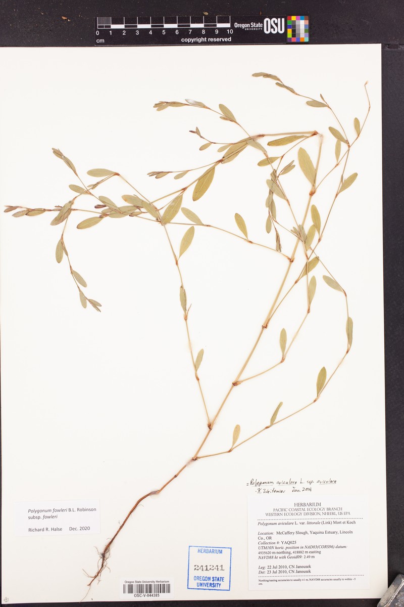 Polygonum fowleri subsp. fowleri photo 4