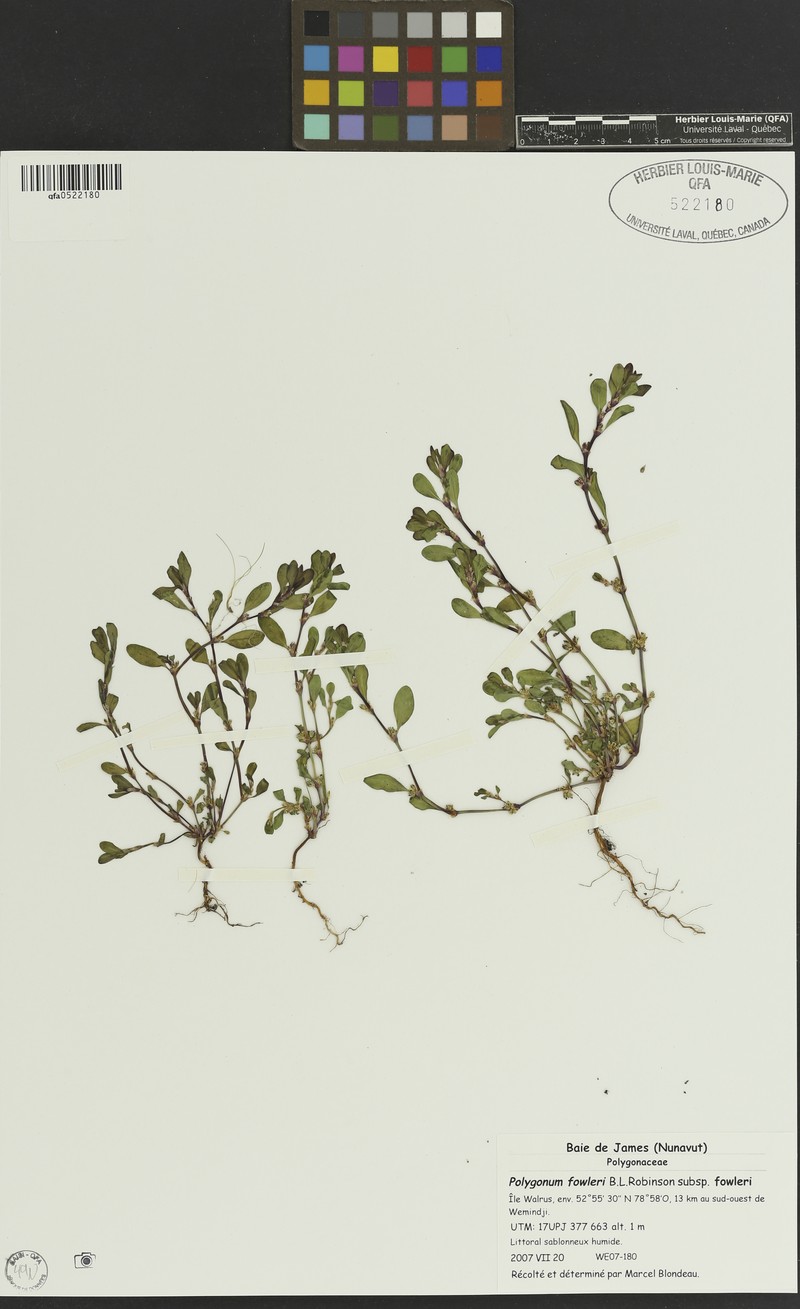 Polygonum fowleri subsp. fowleri photo 5