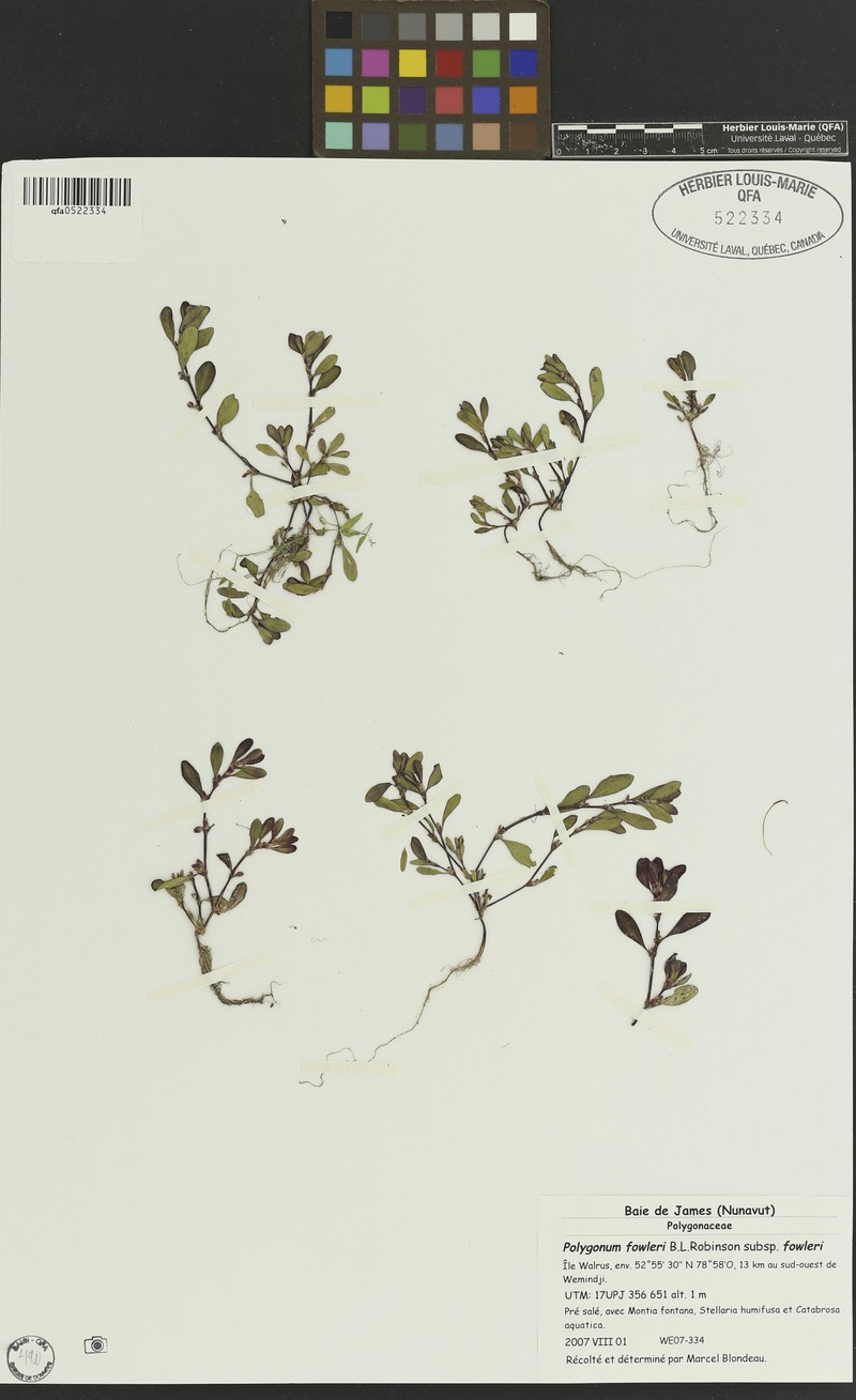 Polygonum fowleri subsp. fowleri photo 6