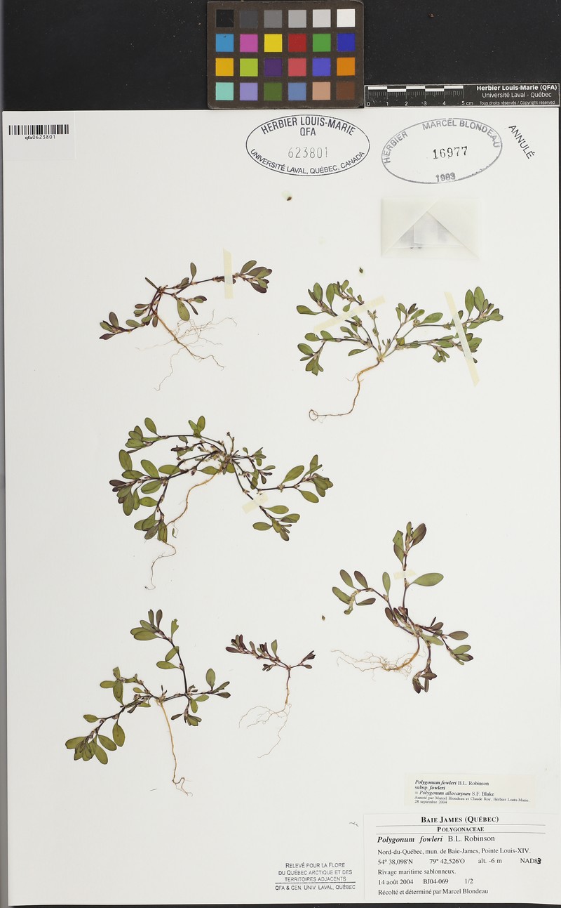 Polygonum fowleri subsp. fowleri photo 7