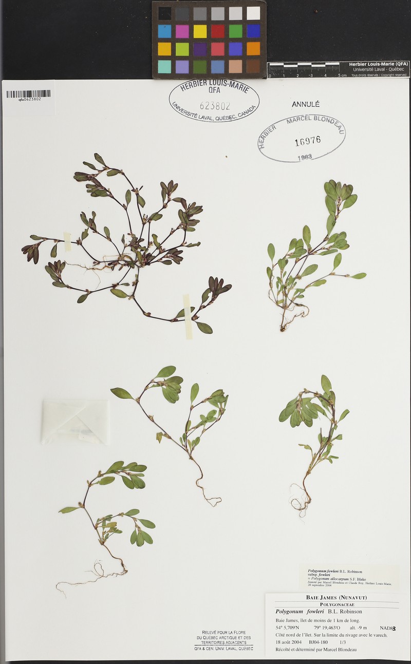 Polygonum fowleri subsp. fowleri photo 8