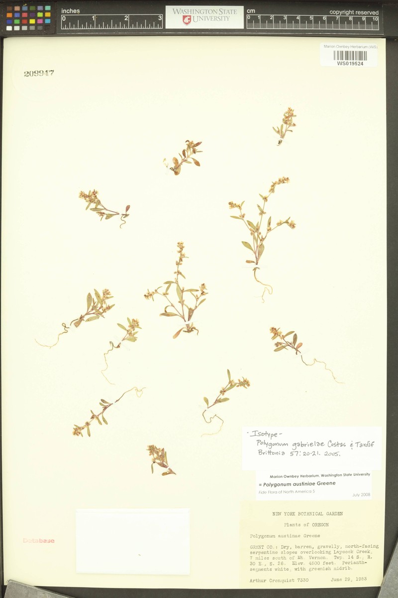 Polygonum gabrielae