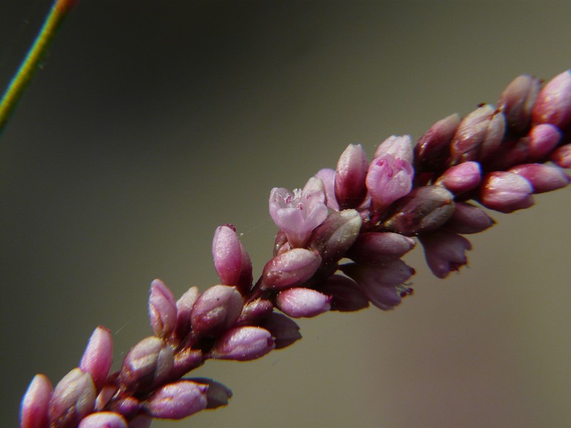 Denseflower Knotweed photo 2