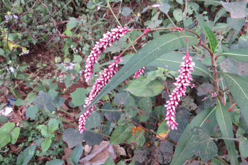 Denseflower Knotweed photo 3
