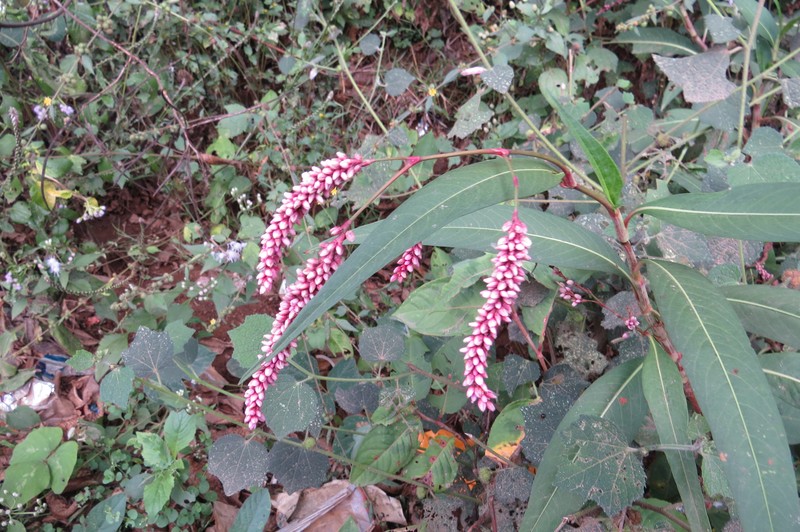 Denseflower Knotweed photo 4
