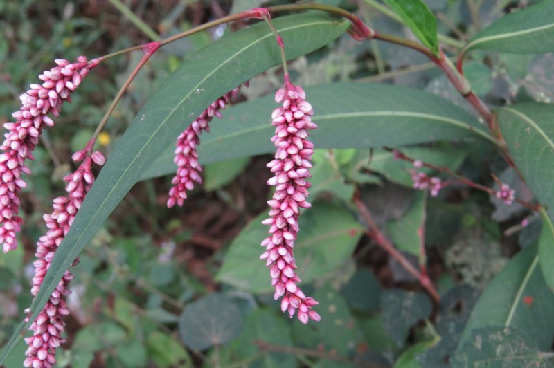 Denseflower Knotweed photo 5