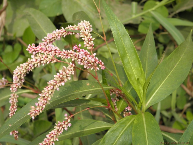 Denseflower Knotweed