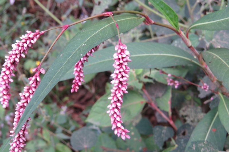 Denseflower Knotweed photo 6