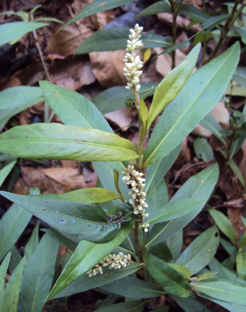 Denseflower Knotweed photo 7