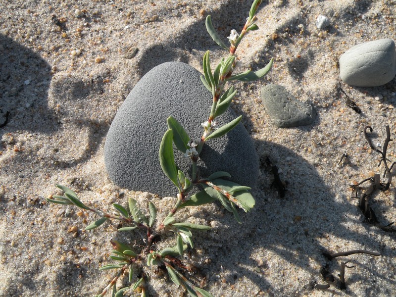 Seaside Knotweed photo 3