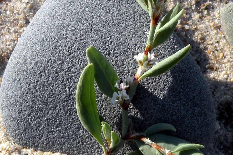 Seaside Knotweed photo 4