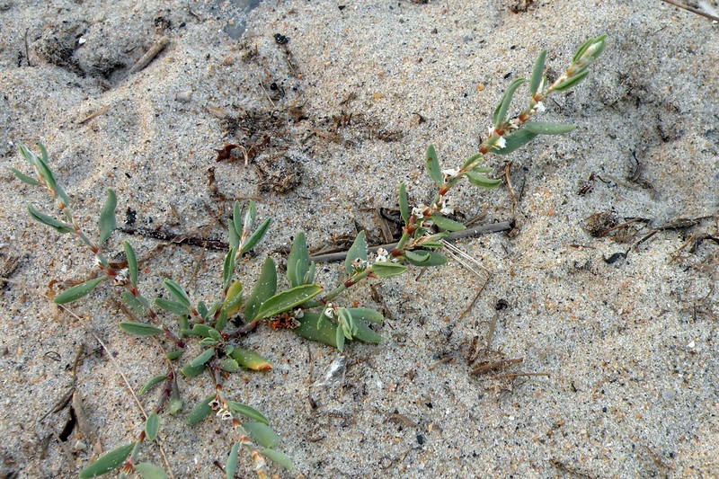 Seaside Knotweed photo 5
