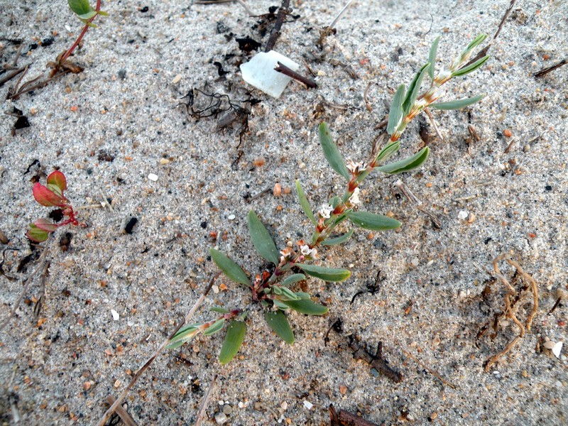 Seaside Knotweed photo 6