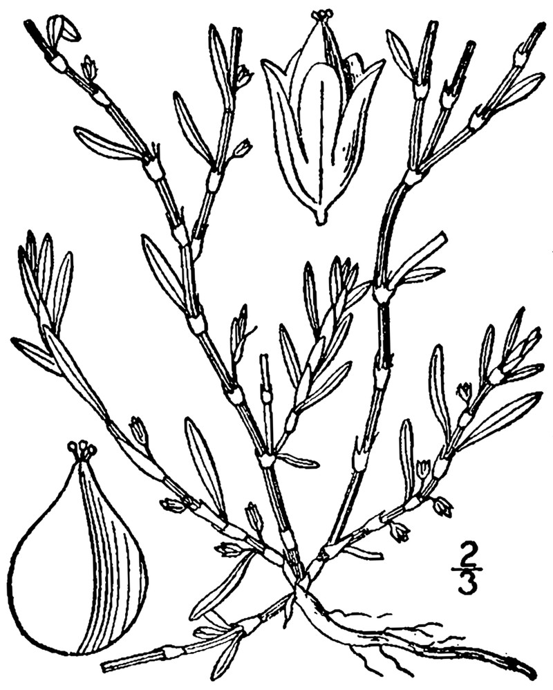 Seaside Knotweed