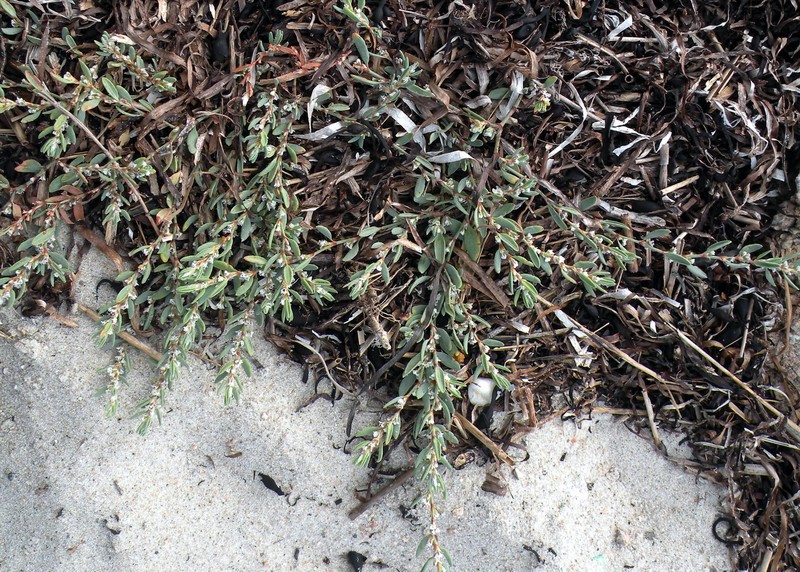 Seaside Knotweed photo 2