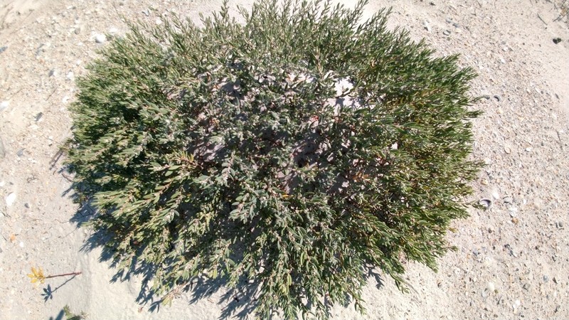 Seaside Knotweed photo 3