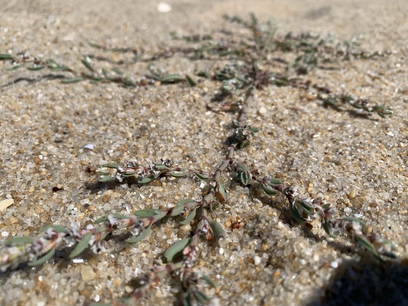 Seaside Knotweed photo 4