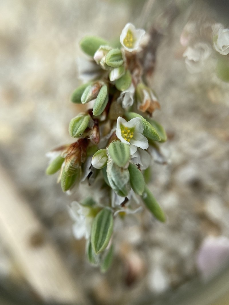 Seaside Knotweed photo 5