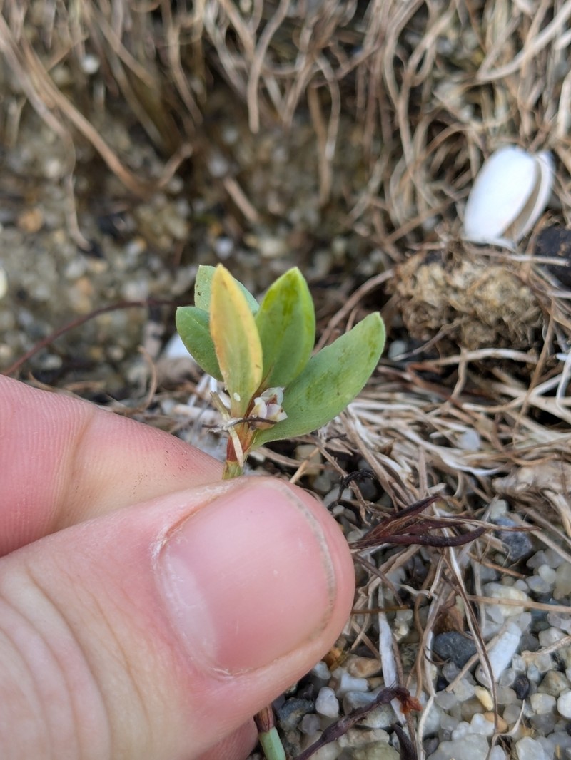 Seaside Knotweed photo 6