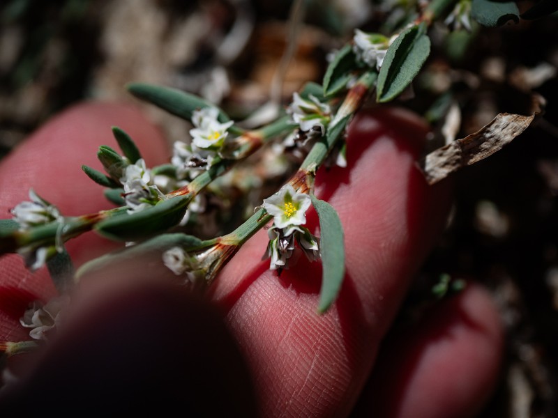 Seaside Knotweed photo 7