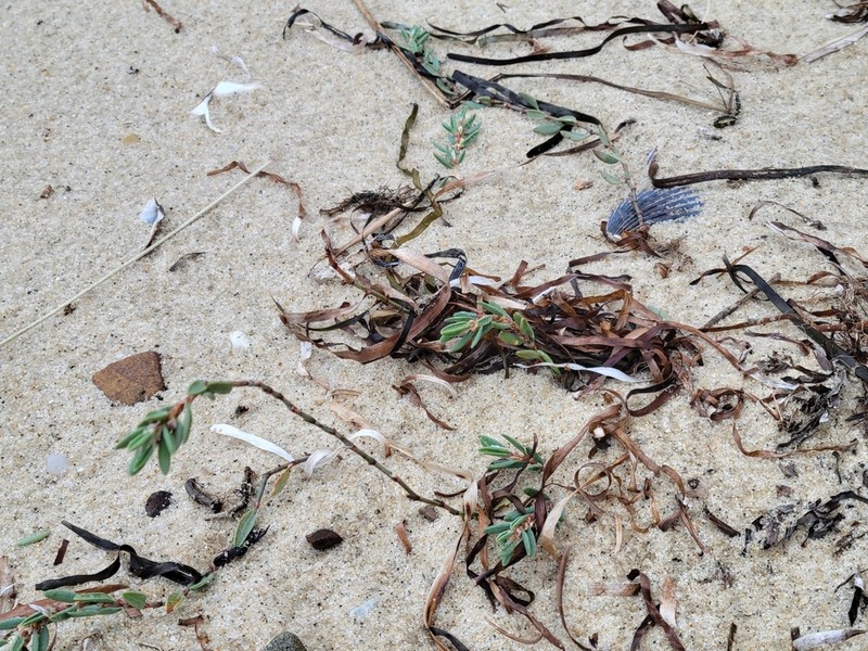 Seaside Knotweed photo 8