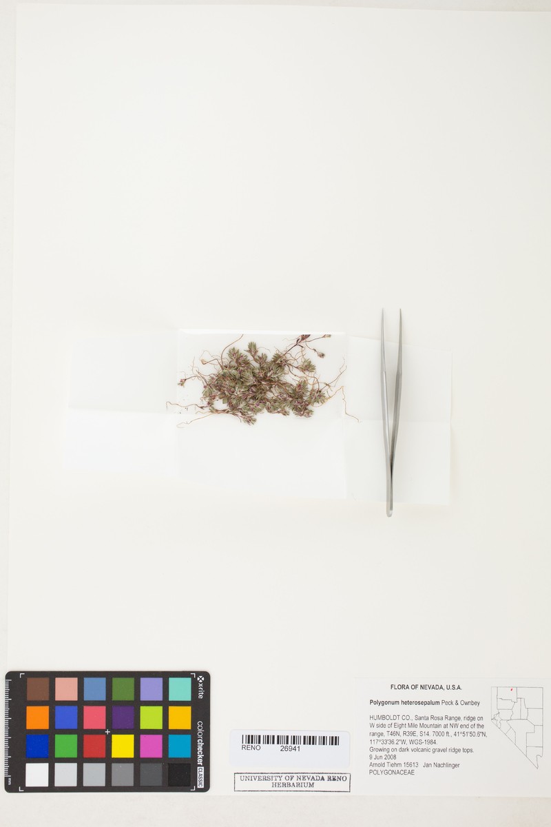 Oddsepal Knotweed photo 5