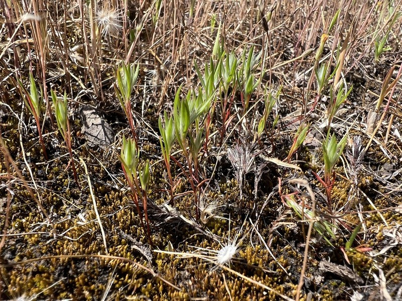 Hickman's Knotweed photo 6